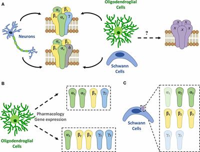 Expression and Function of GABA Receptors in Myelinating Cells